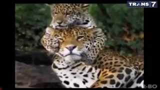 OTS Trans7 | 7 Serangan Fatal si Kucing Besar