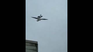 Starego Na Plecach Niosę