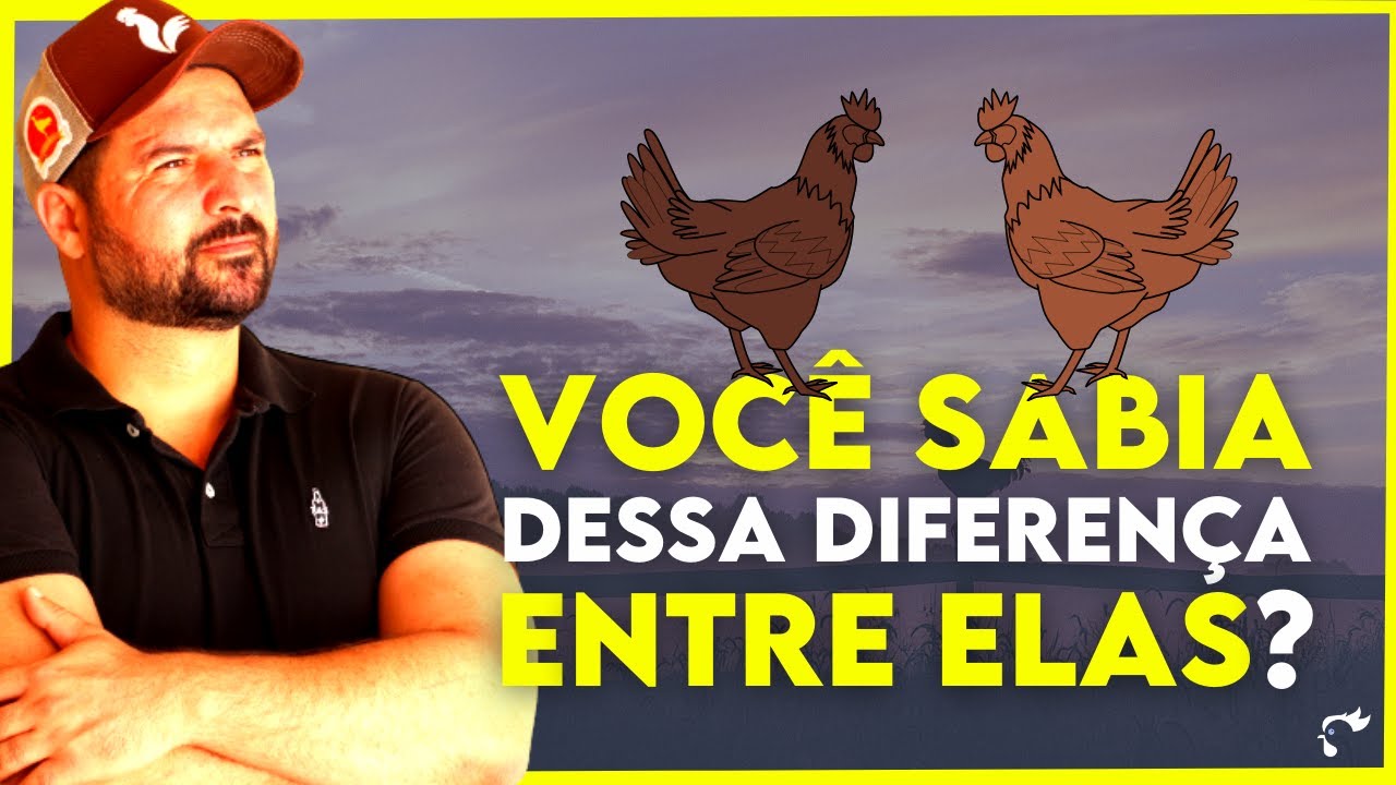APRENDA a diferenciar a Embrapa 051 da Rhode Island Red