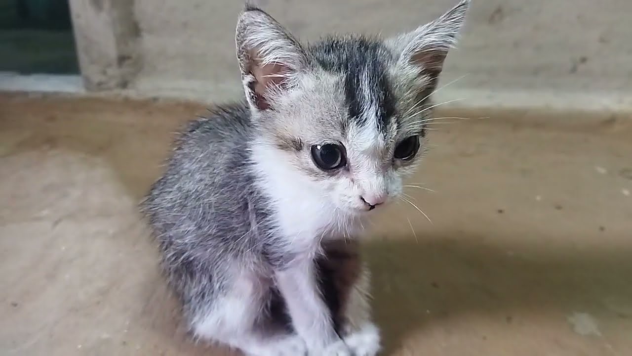 "Meow-tivation: Kitty's Quest for Attention"😊