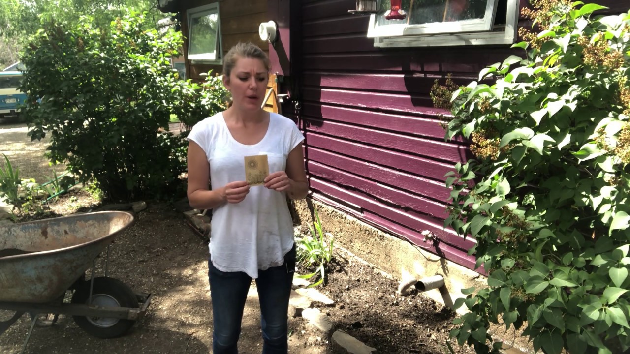 How To Plant Basmati's Wildflower Pollinator Seed Mix