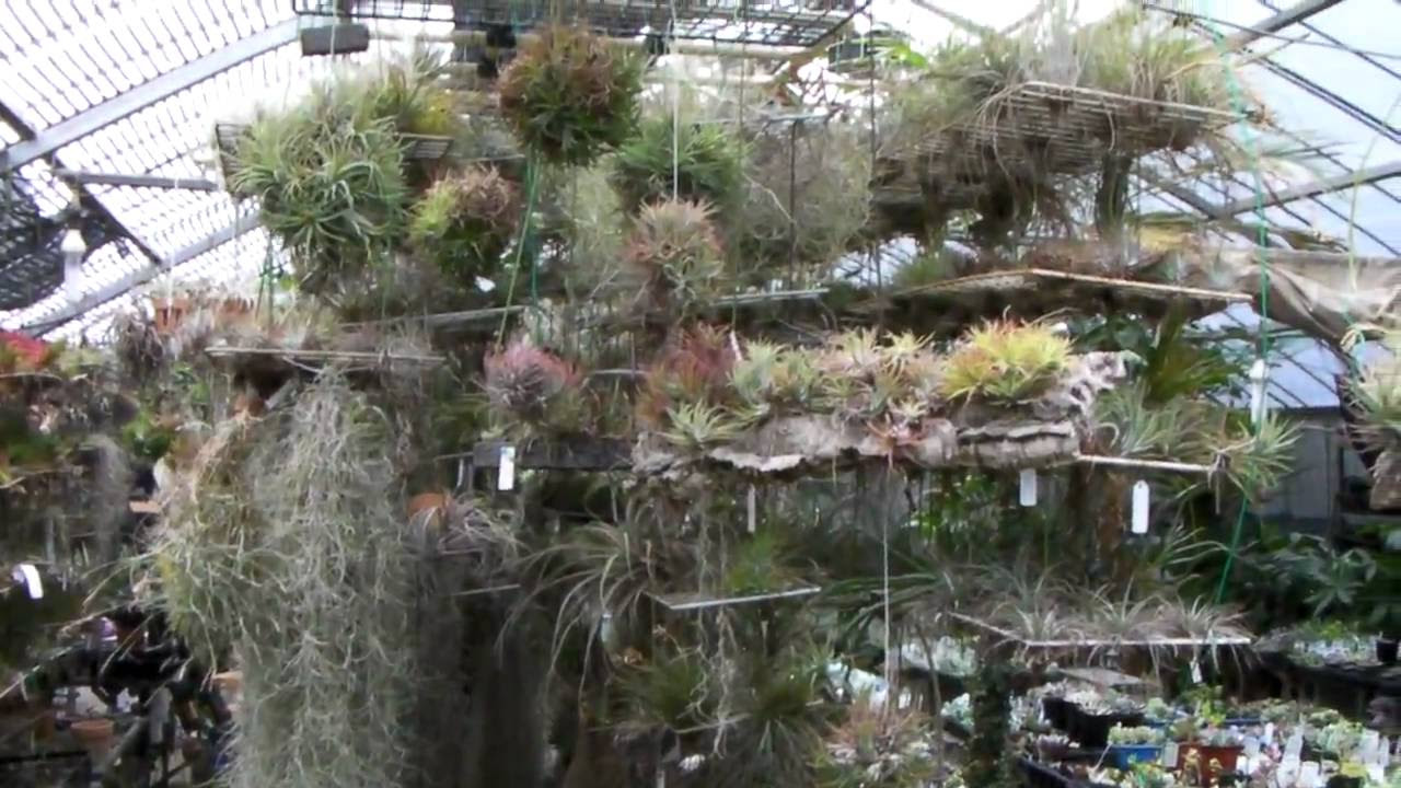 WORLD OF TILLANDSIAS