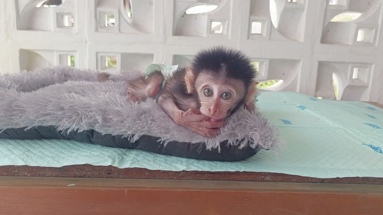 Baby monpai mocci is very sleepy 