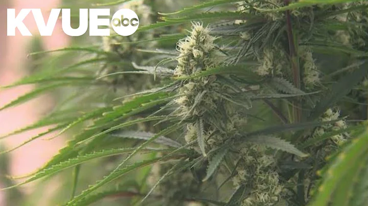 Texas Senate committee advances bill to ban THC