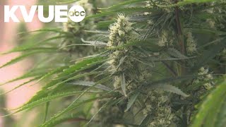 Texas Senate committee advances bill to ban THC