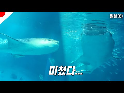 오사카 해유관(카이유칸)의 경이로운 고래상어 피딩쇼ㄷㄷㄷ  | 일본(8) #<strong>오사카여행</strong> #오사카브이로그 #해유관