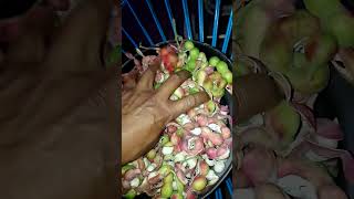 guamuchiles en chaucingo guerrero México