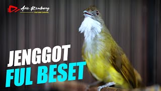 MASTERAN CUCAK JENGGOT BESETAN TAJEM