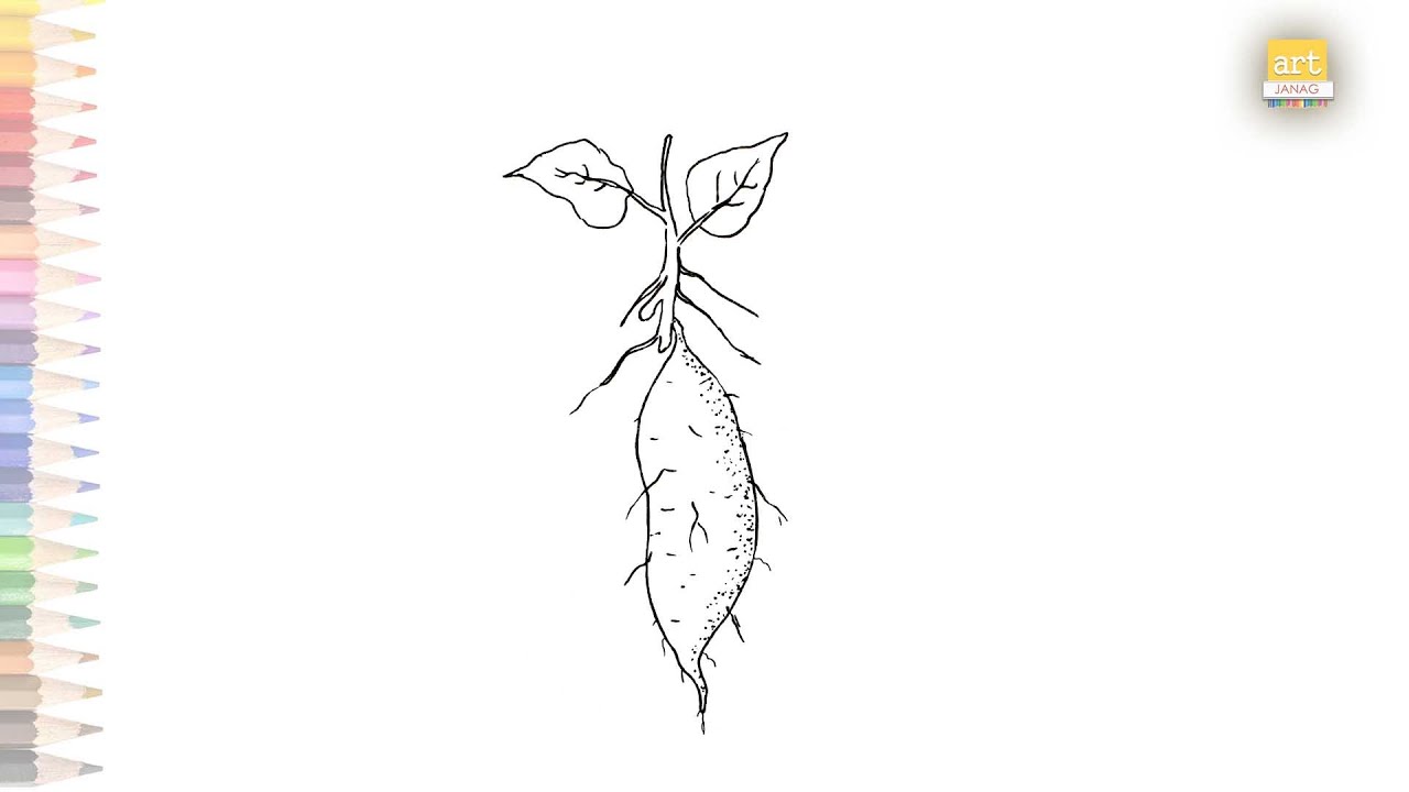 Sweet Potato drawing easy How to draw Sweet Potato very simply