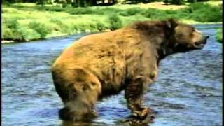 7-Up - Bear 2003, Usa