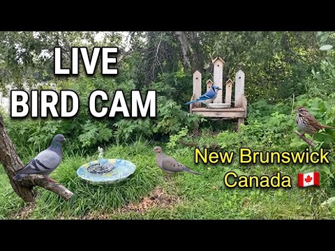 Bird & Squirrel Cam in New Brunswick Tuesday 13 October 2026