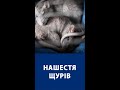 Нашестя щурів у гуртожитку в Одесі (ВІДЕО) #Shorts