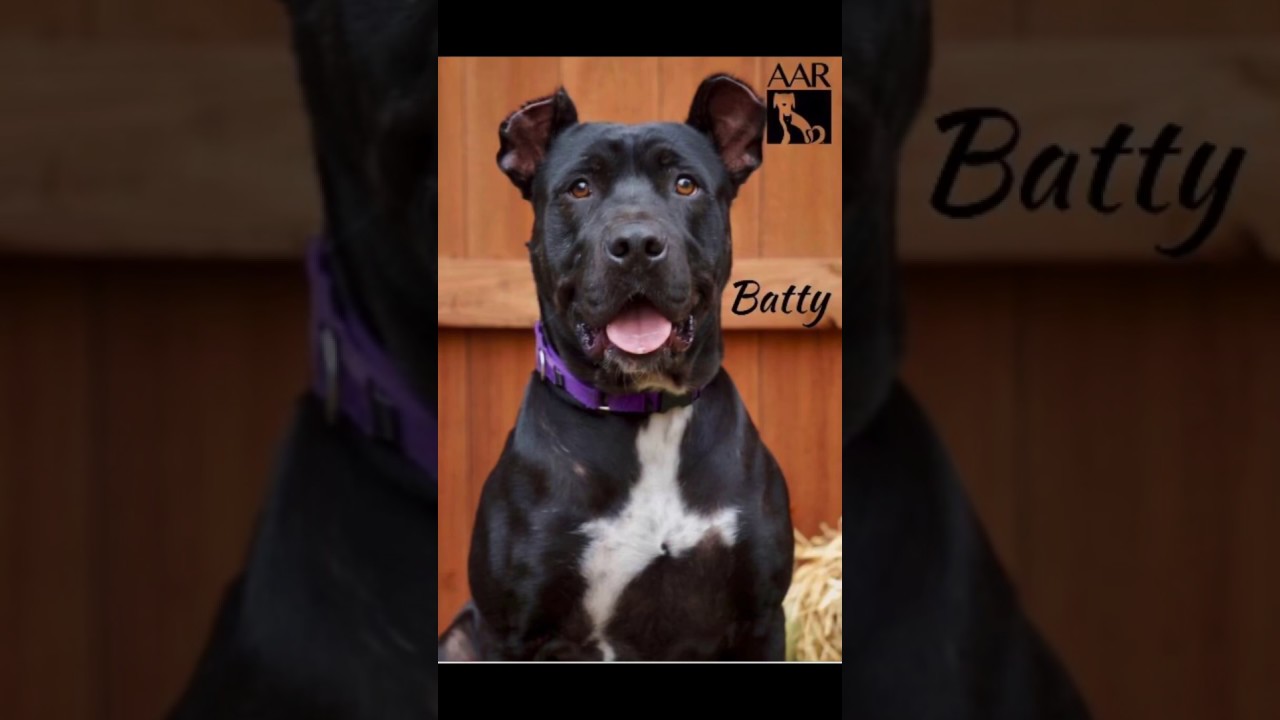 BATTY BATMAN found his Robin - Adopted at AAR - Abandoned Animal Rescue