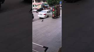 Karga Cips Çalarken Kameralara Yakalandı