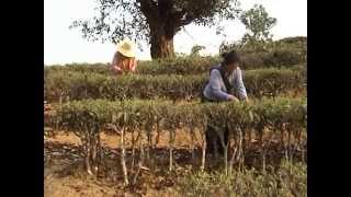 PUER TEA video 2 - Spring harvest