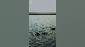 تلاوة خاشة من أواخر  سورة البقرة #quran #اكسبلور #القران_الكريم #nature #القرآن #تلاوة_خاشعة