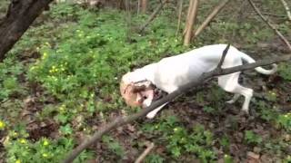 Dogo Argentino Vs Minibull 2