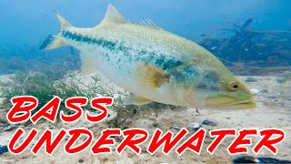 Underwater Footage Of Bass Attacking Lures! ( Crystal Clear Water! )