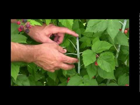 Video: How To Get Black Raspberries?