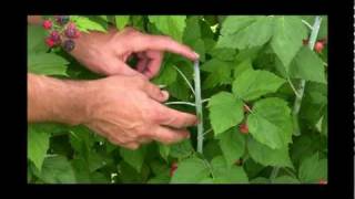 How to Get the Most Fruit Poduction from your Black Raspberries - Gurney's Video