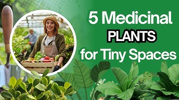 Urban Apothecary: 5 Medicinal Plants You Can Grow in Small Spaces | Healing Herbs at Home