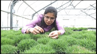 Turfgrass Breeding at Dallas: Texas A&M AgriLife Research