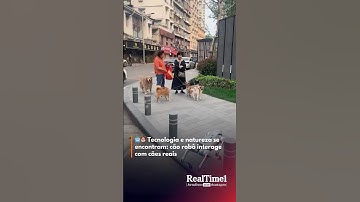 🤖🐶 Tecnologia e natureza se encontram: cão robô interage com cães reais