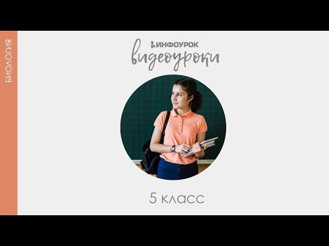 Процессы жизнедеятельности клетки | Биология 5 класс #7 | Инфоурок