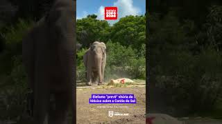 ELEFANTE "VIDENTE" FAZ PREVISÃO DE VITÓRIA DO MÉXICO SOBRE A COREIA DO SUL