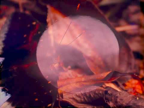 Portobello - Farfalle (Official Video)