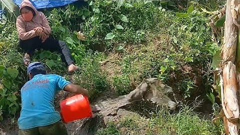 Quá Bất Ngờ Trúng Ổ Cá Cạn Ở Vũng Nước Nhỏ Xíu Ở Giữa Đồng