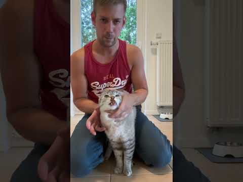 Video: Fressen Katzen Tablettentaschen?