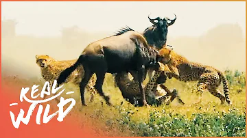 Unbelievable Footage Of Apex Predators Hunting Their Prey | Deadly Game | Real Wild
