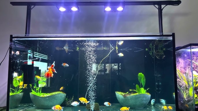 My Gold Fish Aquarium Tank Cleaning 