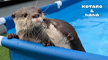 プール掃除してたらカワウソがイチャつきはじめた　My Otters Think Pool Cleaning is Playtime