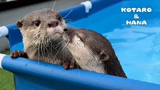 My Otters Think Pool Cleaning is Playtime by KOTSUMET 102,692 views 1 month ago 5 minutes, 31 seconds