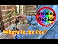 Repotting an orchid with no roots