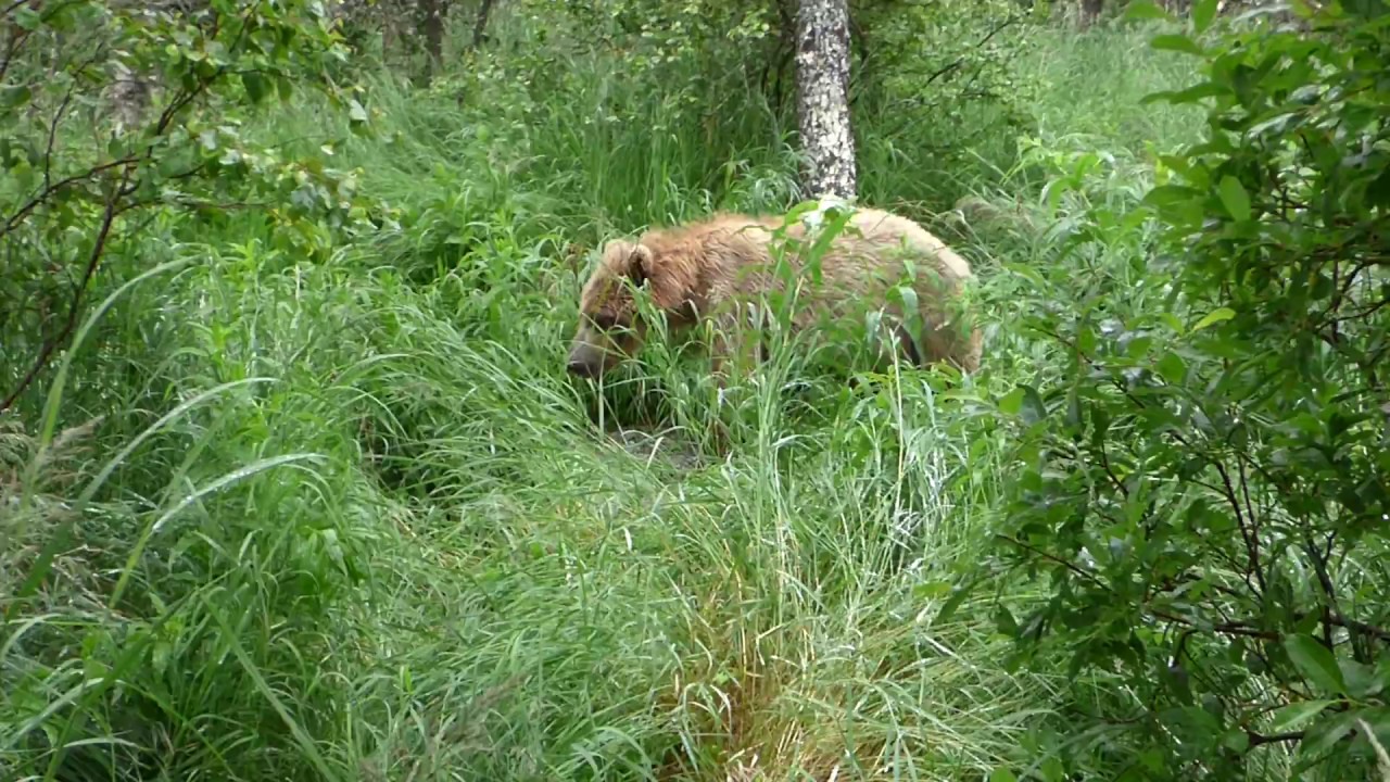 山の一本道でバッタリ遭遇 ずっと付かず離れずついてくるグリズリーの親子が怖い Dna