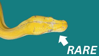 Celebrity Borneo rainforest upgrade for my rare python Profile