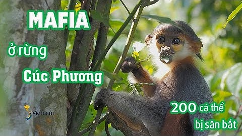 "MAFIA" Ở RỪNG CÚC PHƯƠNG | SVIETNAM