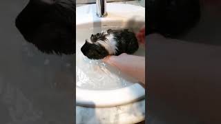 COBAYA, CUYO EN SU PRIMER DIA DE BAÑO. 🚿💦🦝😀