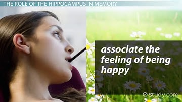 Hippocampus  Definition, Function   Location   Video   Lesson Transcript   Study com