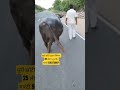 मुर्रा झोटी दूसरा बियात 25 लीटर दूध कि गारंटी