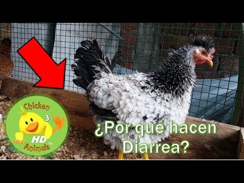 Vídeo: Com Tractar La Diarrea En Gallines