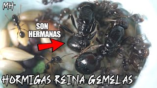 2 Hormigas Reinas hermanas empiezan a crear su hormiguero ❤ El Mundo de las hormigas  Messor ants