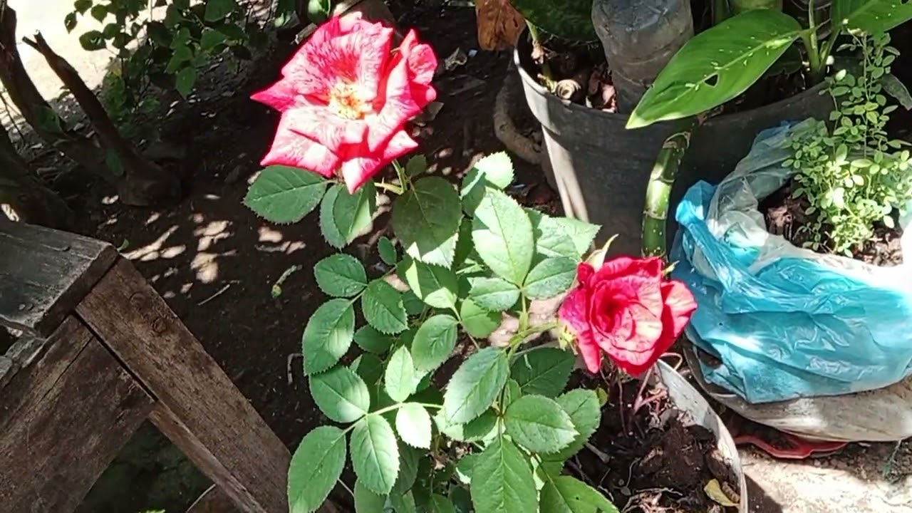 Tarian Rose Candy Merah Batik Menyala🔥