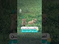 أولى خطوات شبلين في البرية