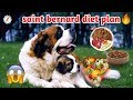 Saint Bernard diet plan / Saint Bernard diet chart / Puppy diet plan