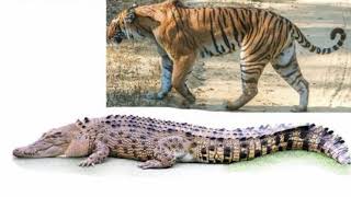 Тигр против крокодила: все о видео с нападением тигрицы Мачли на болотного крокодила