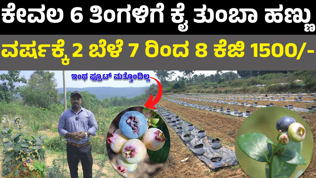 bluberry farming in kannada I ಕೇವಲ 6 ತಿಂಗಳಿಗೆ ಕೈ ತುಂಬಾ ಹಣ್ಣು I ವರ್ಷಕ್ಕೆ ಎರಡು ಬೆಳೆ I blueberry fruit